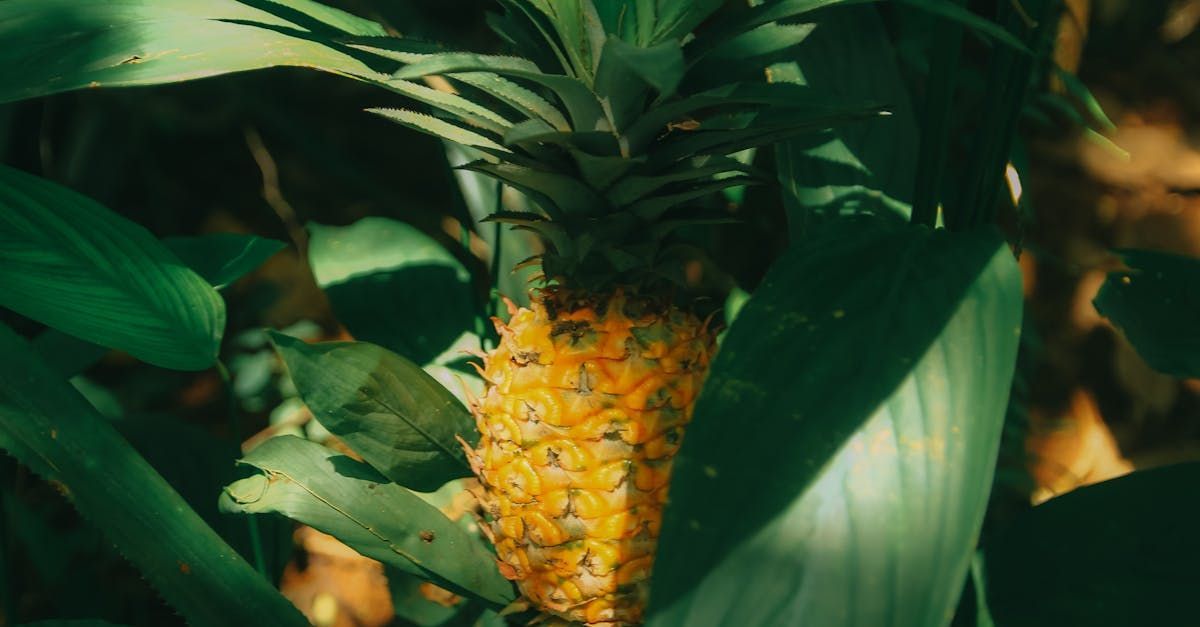 Bring Back Eden is a food forest installation company out of Florida growing tropical fruits like pineapple