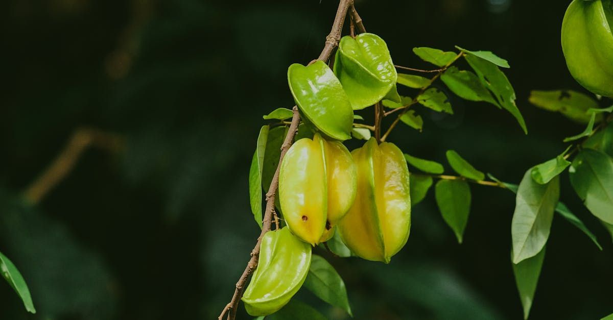 Bring Back Eden is a food forest installation company out of Florida that grows tropical fruits like star fruit.