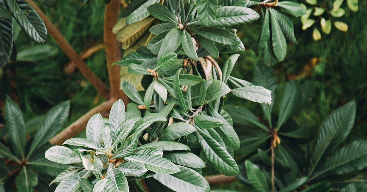 Did you know Bradenton has it's own loquat? This Bradenton Loquat is a staple in Bring Back Eden's food forest designs.