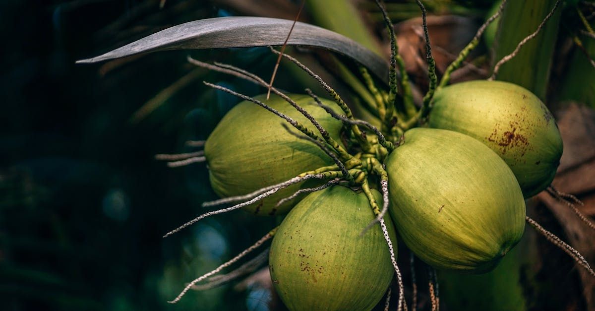 Bring Back Eden is a food forest installation company out of Florida that is growing tropical fruits like coconuts.