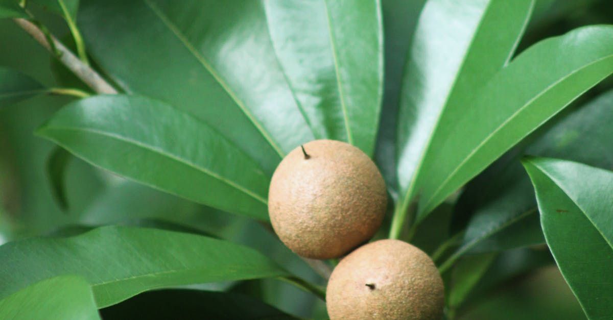 Bring Back Eden is a food forest installation company out of Florida growing tropical fruits like longans.