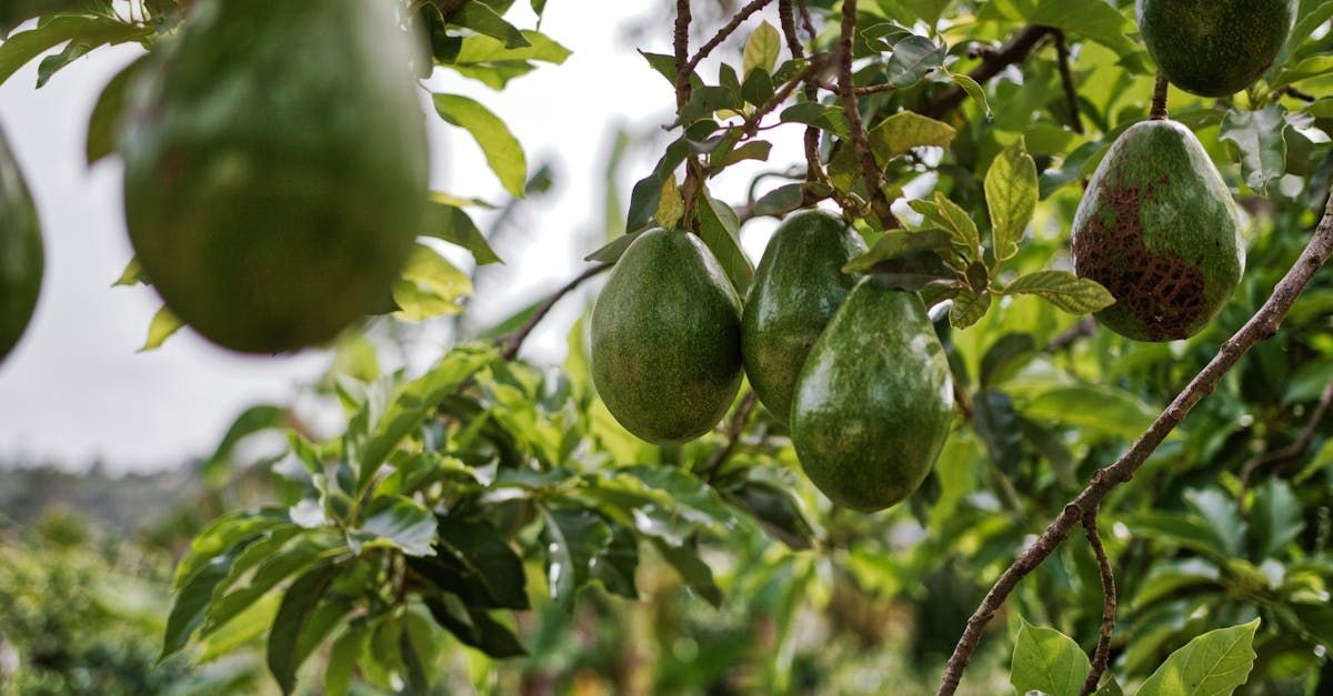 Bring Back Eden is a food forest installation company out of Florida that grows tropical fruits like brogdan avocado.
