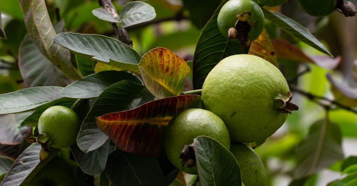 Bring Back Eden is a food forest installation company out of Florida growing tropical fruits like guava.