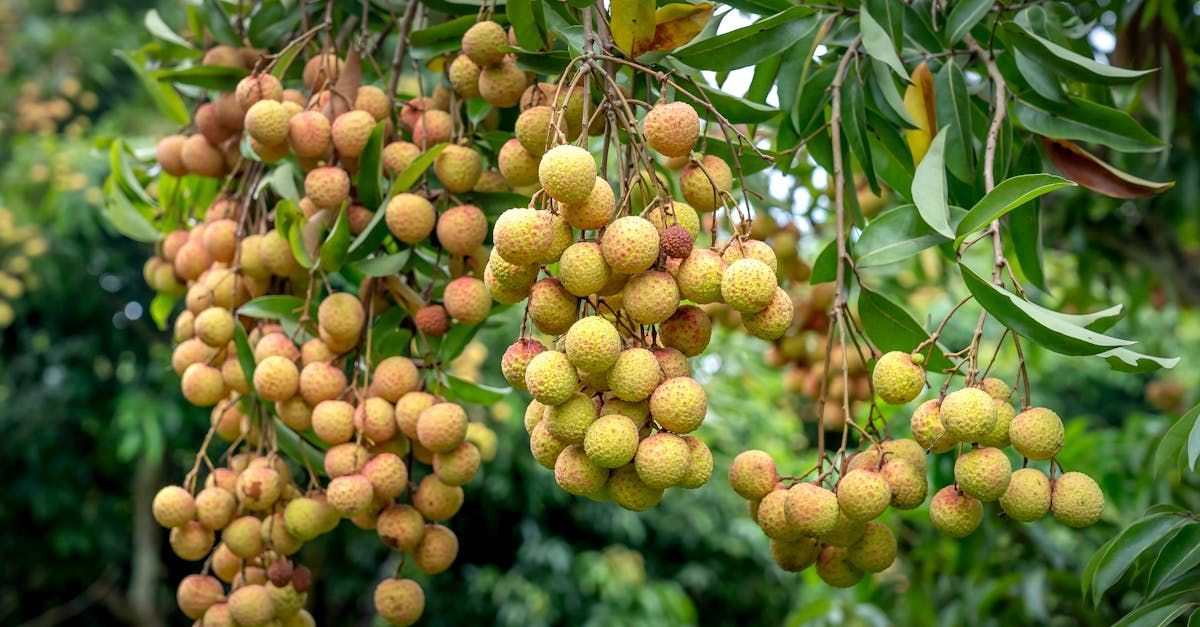 Bring Back Eden is a food forest installation company out of Florida growing tropical fruits like lychee.