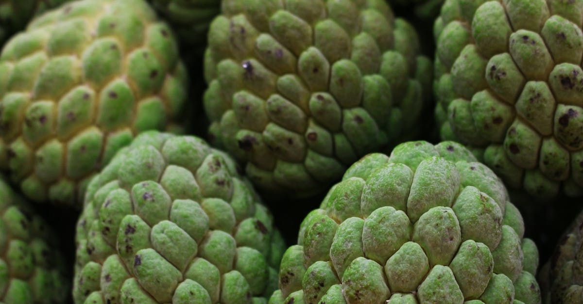 Bring Back Eden is a food forest installation company out of Florida growing tropical fruits like sugar apple.