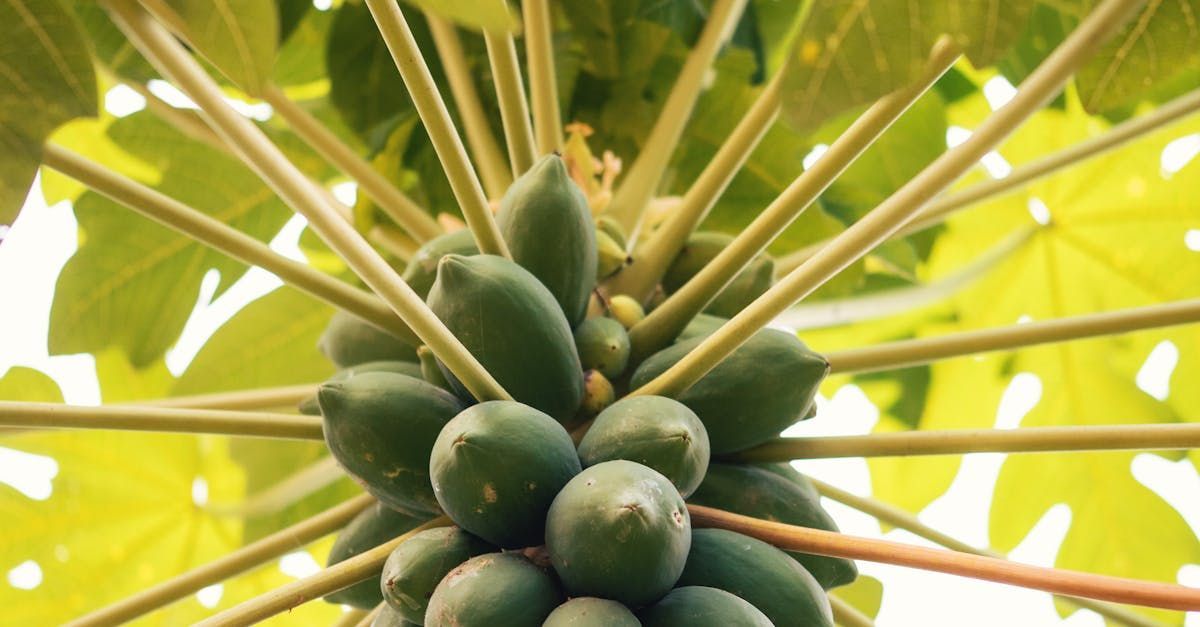 Bring Back Eden is a food forest installation company out of Florida that grows tropical fruits like papaya.