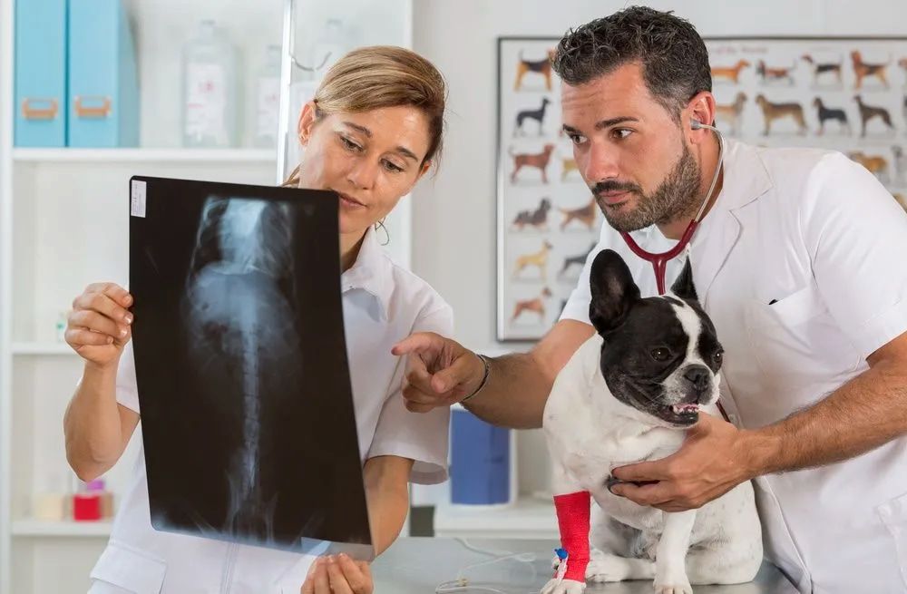 Veterinarians Examining An X-ray Of A Dog's Leg; Dog Wears A Bandage — Blue & White Vet Surgery in Woolgoolga, NSW