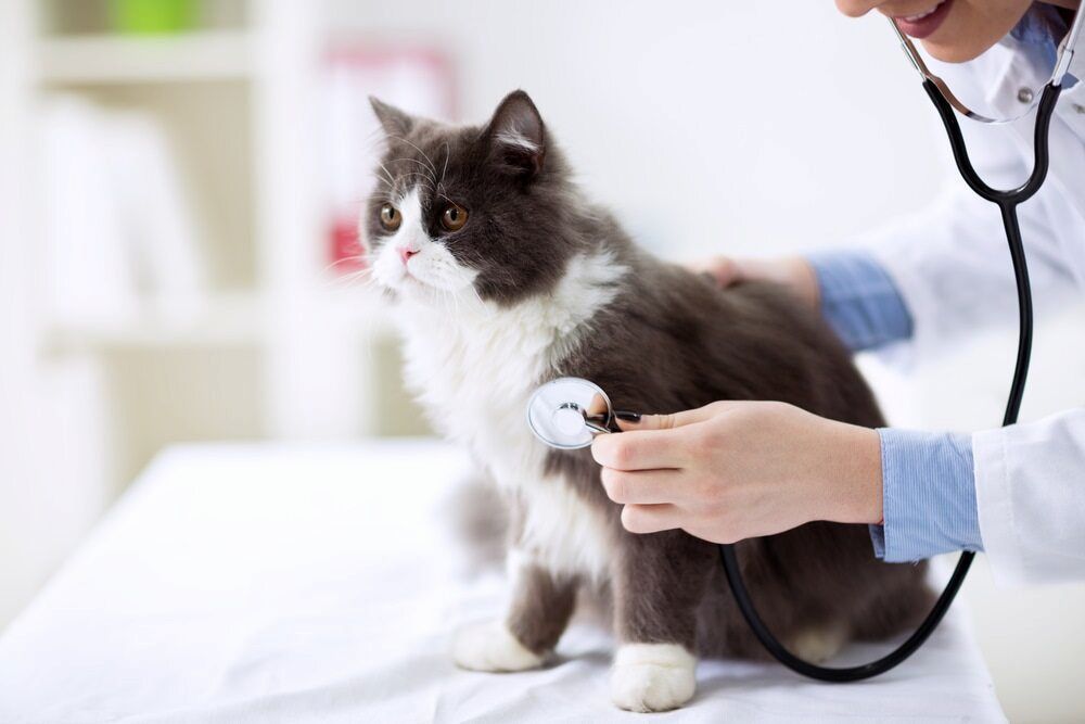 Veterinarian Examining a Gray and White Cat With a Stethoscope — Blue & White Vet Surgery in Woolgoolga, NSW