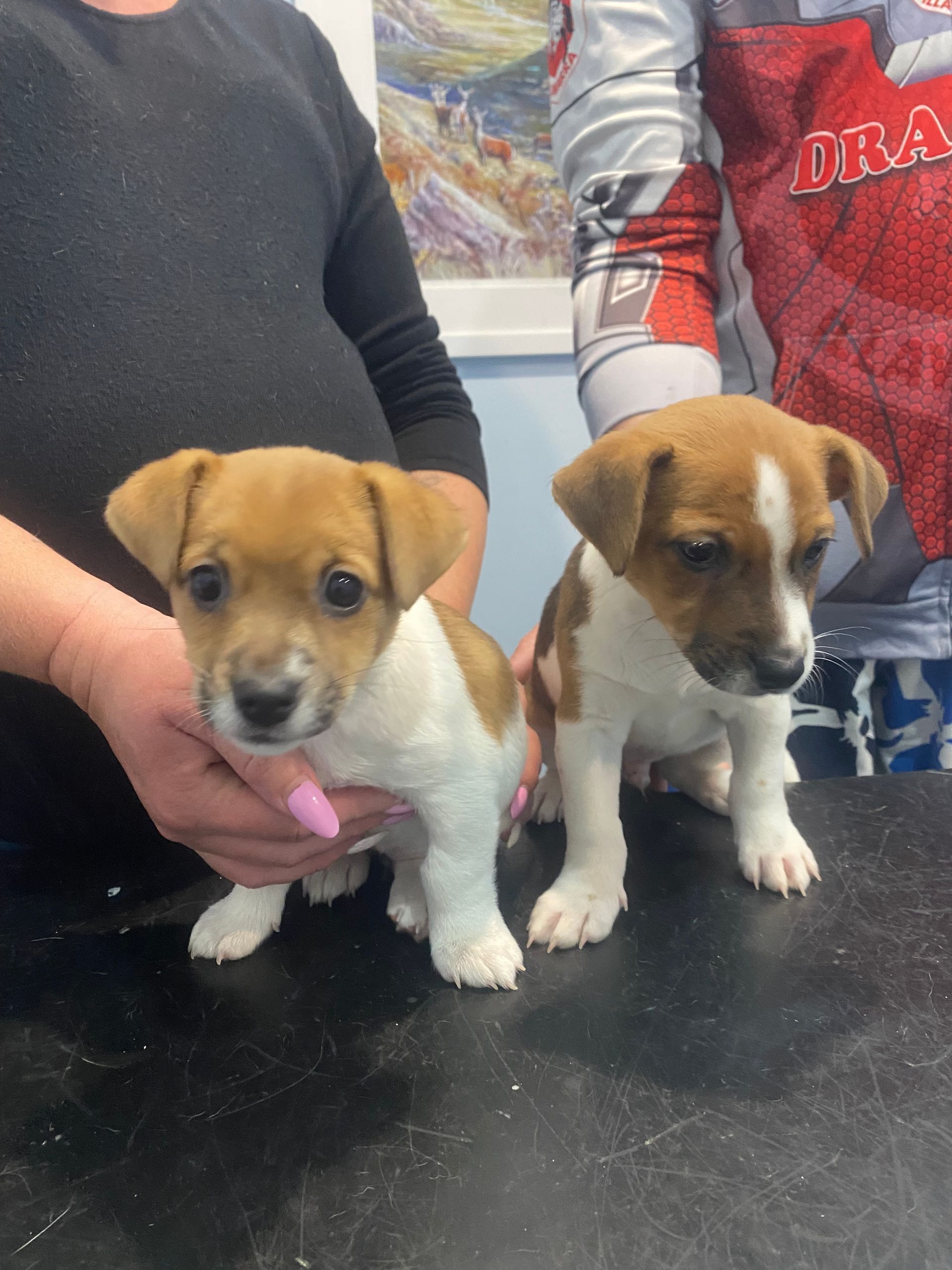 Two Small Brown-and-white Puppies Sitting On A Table, One Being Gently Held By A Person— Blue & White Vet Surgery in Woolgoolga, NSW