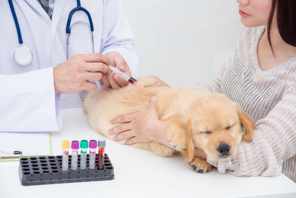 Veterinarian Giving a Shot to a Golden Retriever Puppy While the Owner Watches — Blue & White Vet Surgery in Woolgoolga, NSW