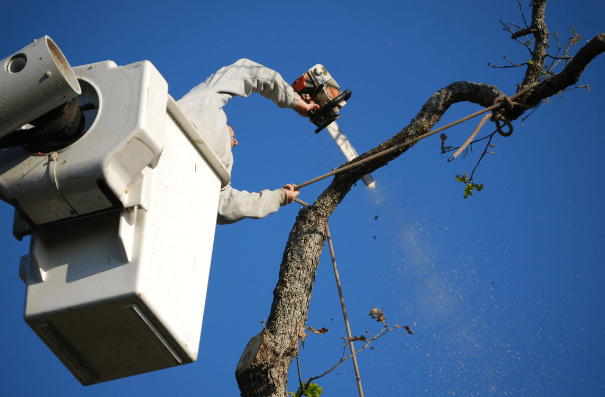 Man in bucket truck cutting tree branch with chainsaw. Blue sky background.