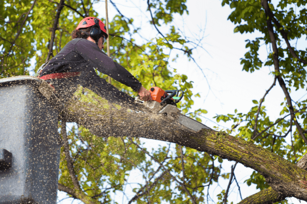 Arborist in a lift bucket, using a chainsaw to trim a tree branch, creating sawdust.