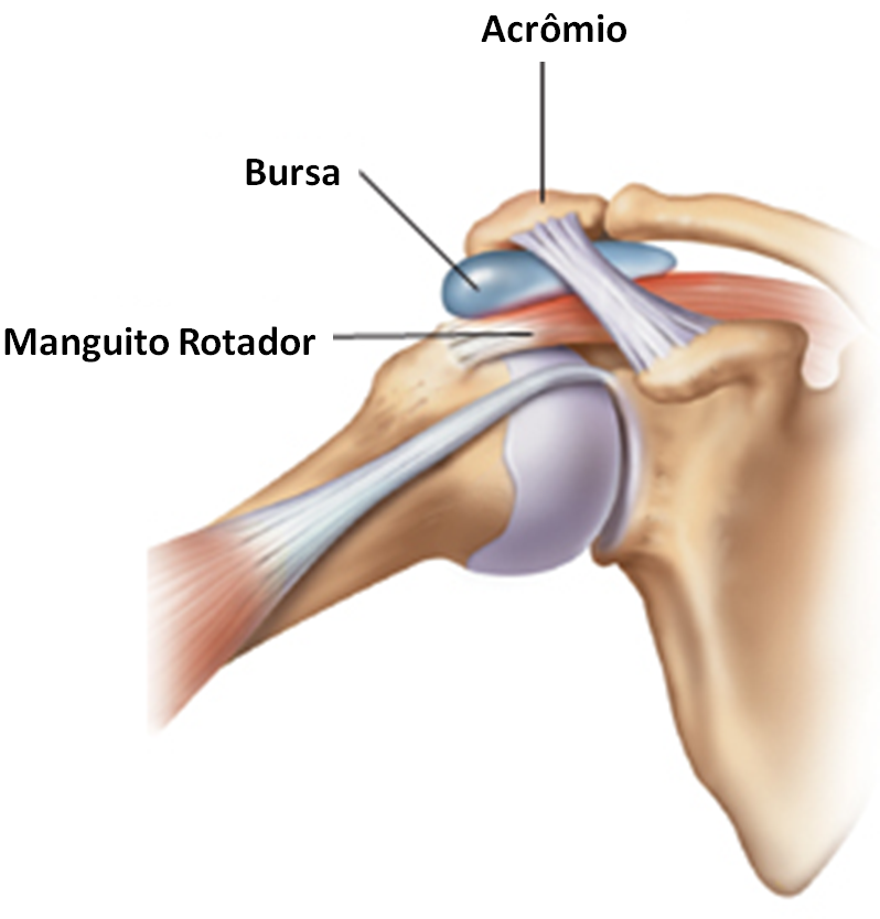 Um diagrama de um ombro mostrando o acrômio e a bursa