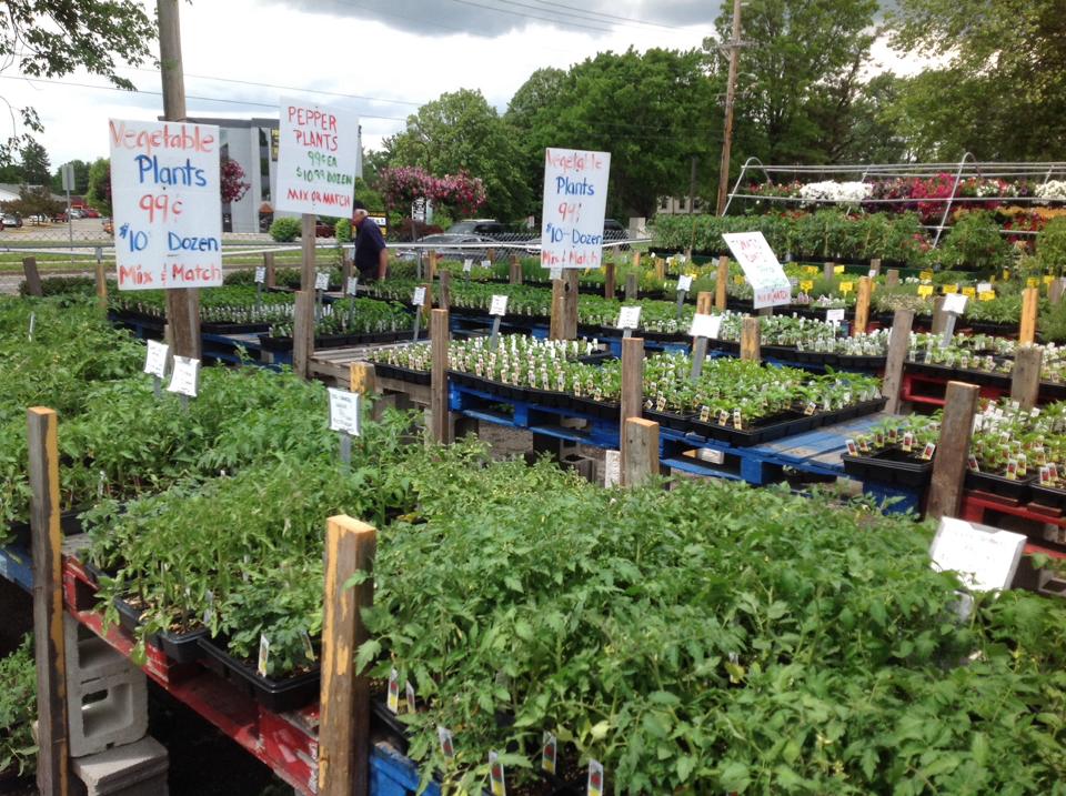 Flowers — Memorable Plants in Ln, Louisville, KY