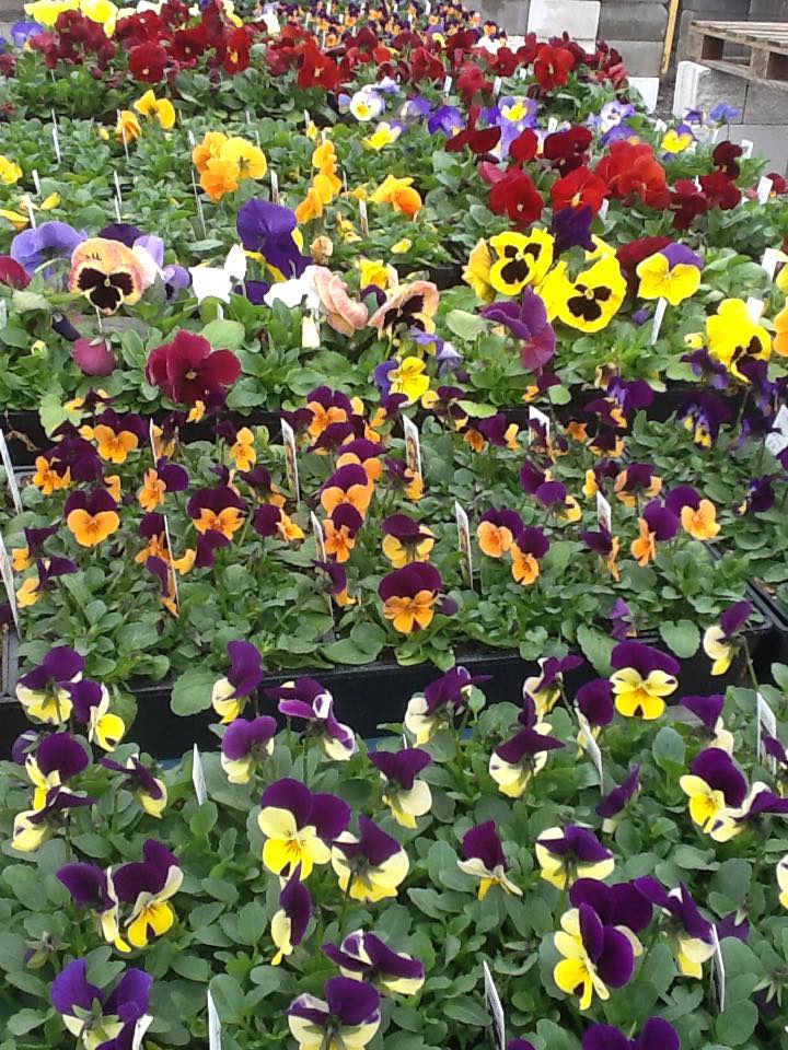 Gift Baskets — Beautiful Flowers  in Ln, Louisville, KY