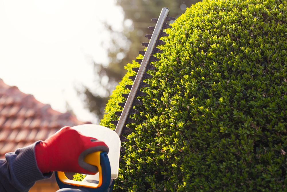 Person Trimming A Green Hedge With A Hedge Trimmer — Northern Rivers Acreage Mowing in Pimlico, NSW