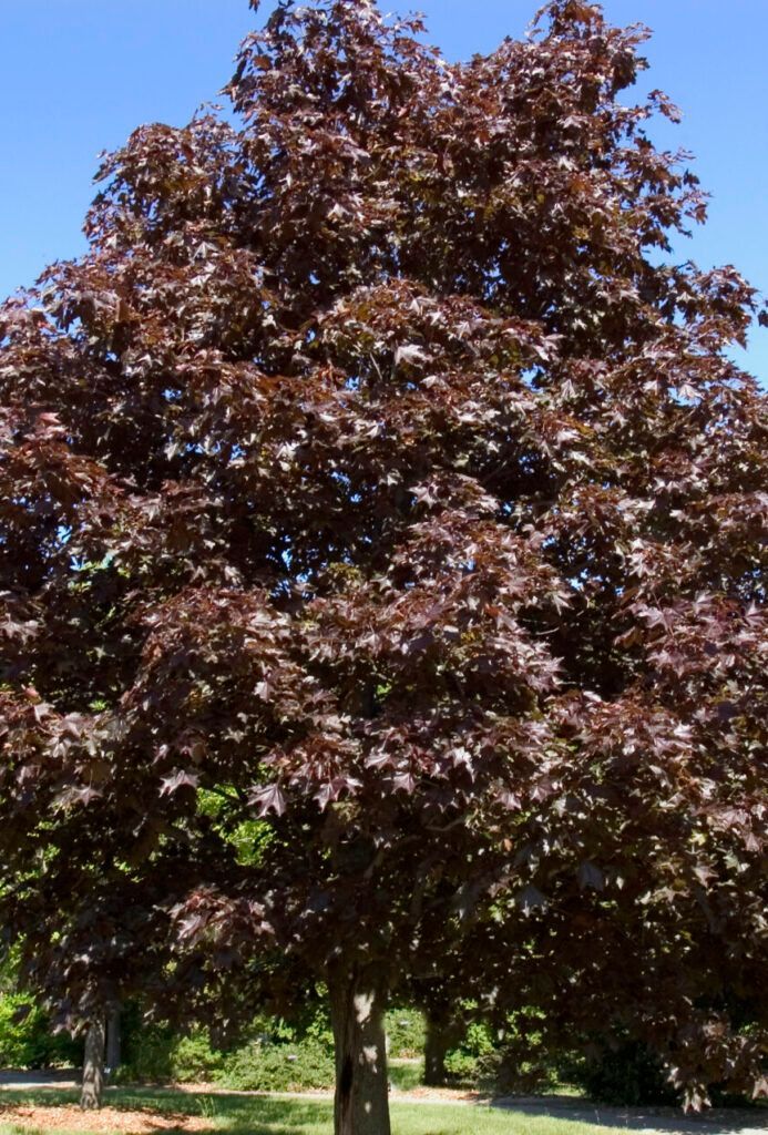 A tree with purple leaves against a blue sky