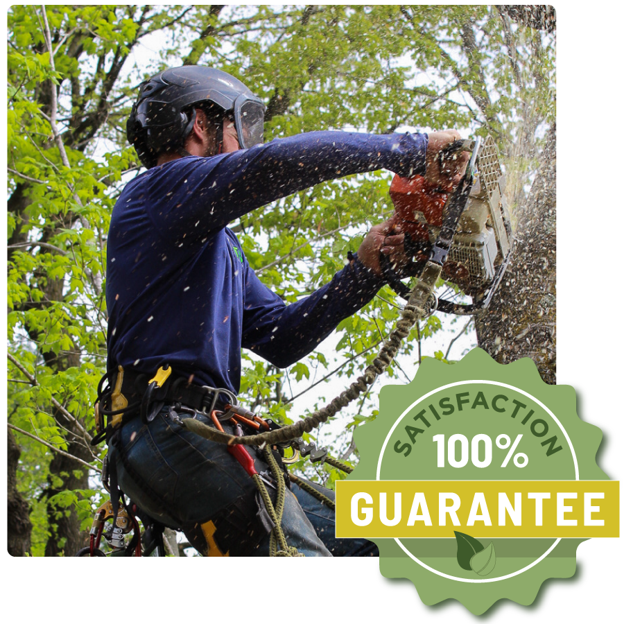 A man is cutting a tree with a chainsaw.