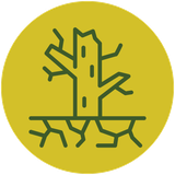 An icon of a tree without leaves in a yellow circle.