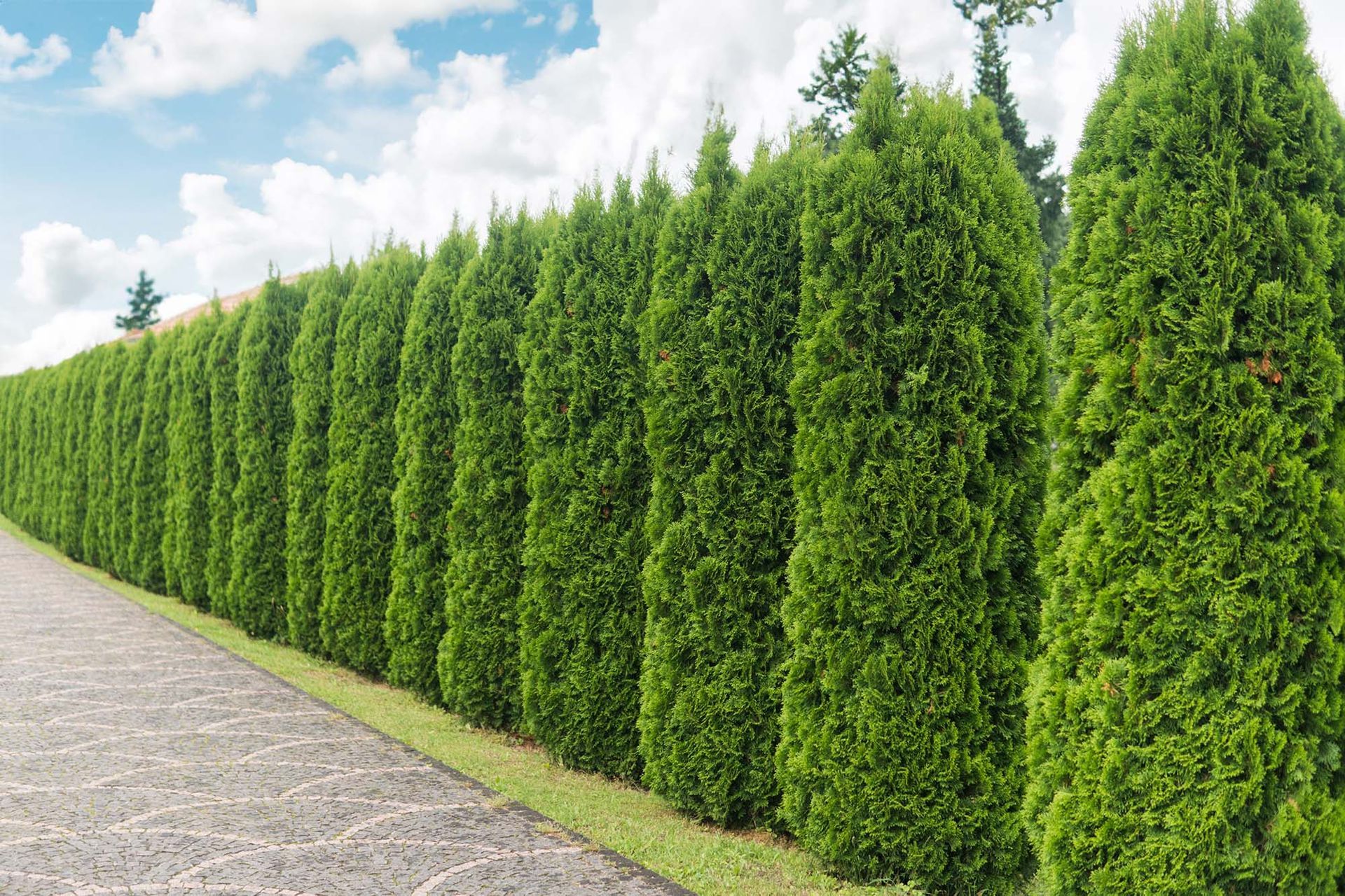 The Best Privacy Trees For Your Yard In Minnesota