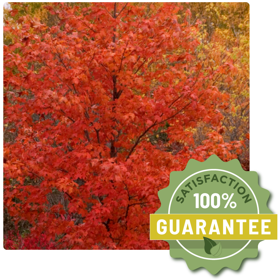 A picture of a tree with red leaves next to a satisfaction 100 % guarantee sticker