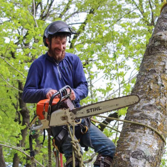 A man is cutting a tree with a stihl chainsaw