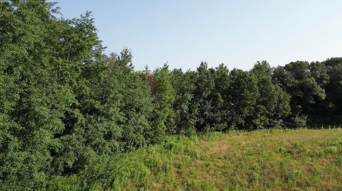 buckthorn overgrowth