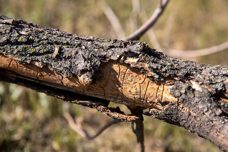 emerald ash borer tree pest