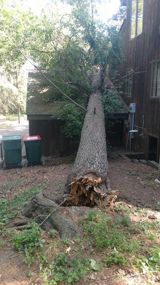 A large tree that has fallen in the backyard of a house.