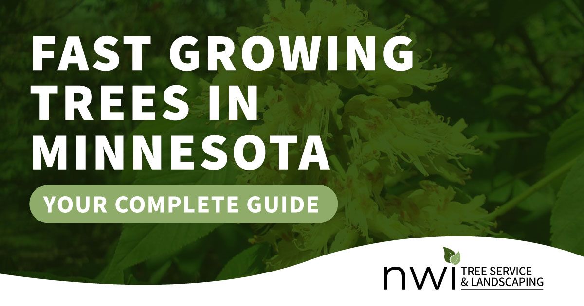 fast growing trees in Minnesota