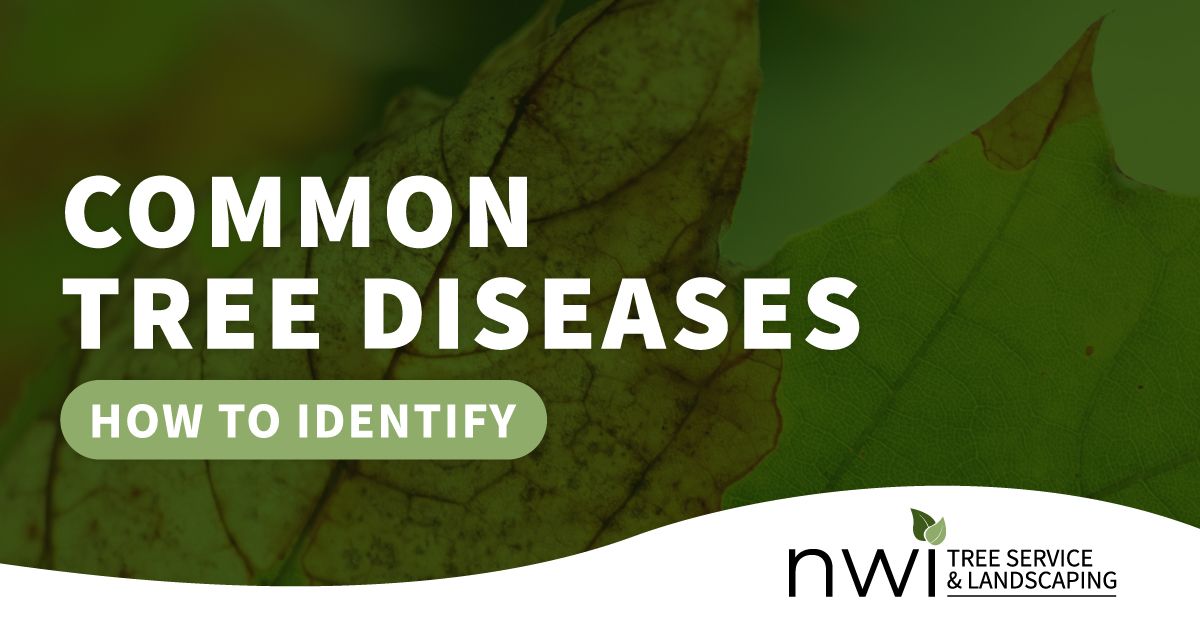 how to identify common tree diseases image