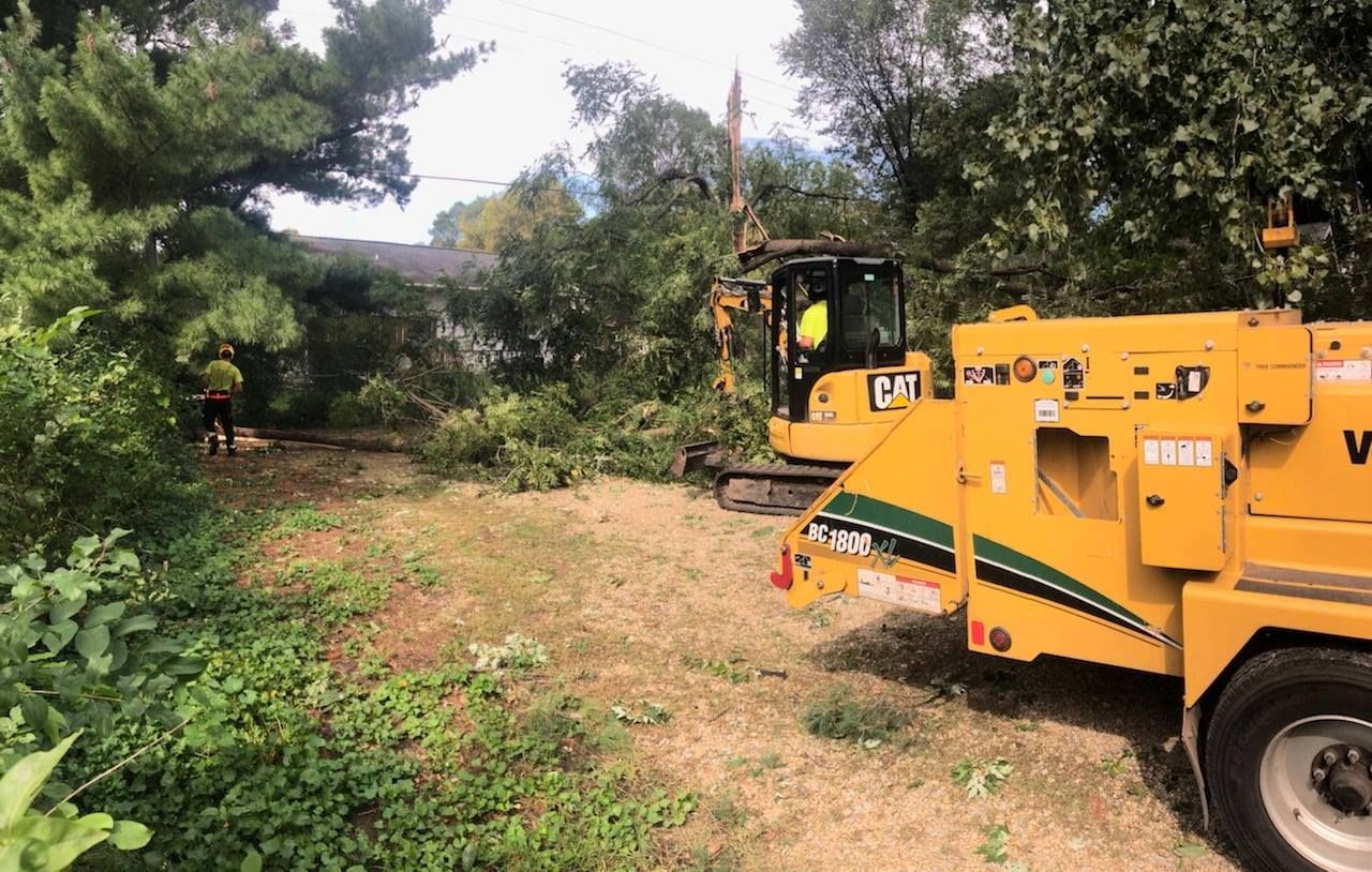 tree removal in Stillwater