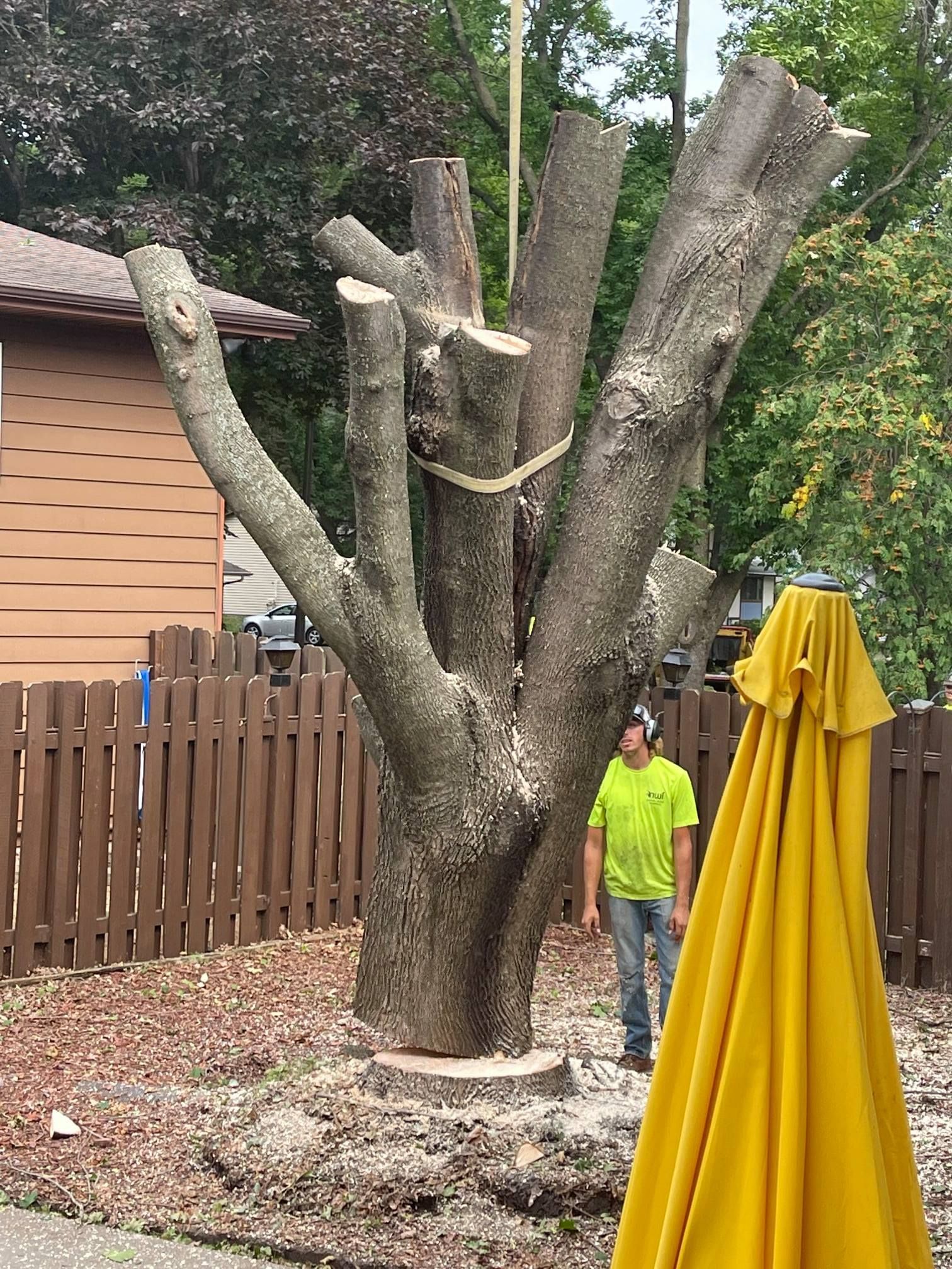 Arborist removing tree