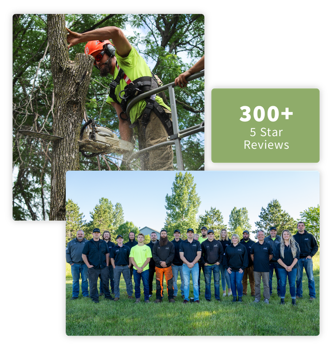 nwi tree service 5 star reviews