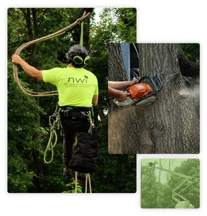 NWI tree care service.