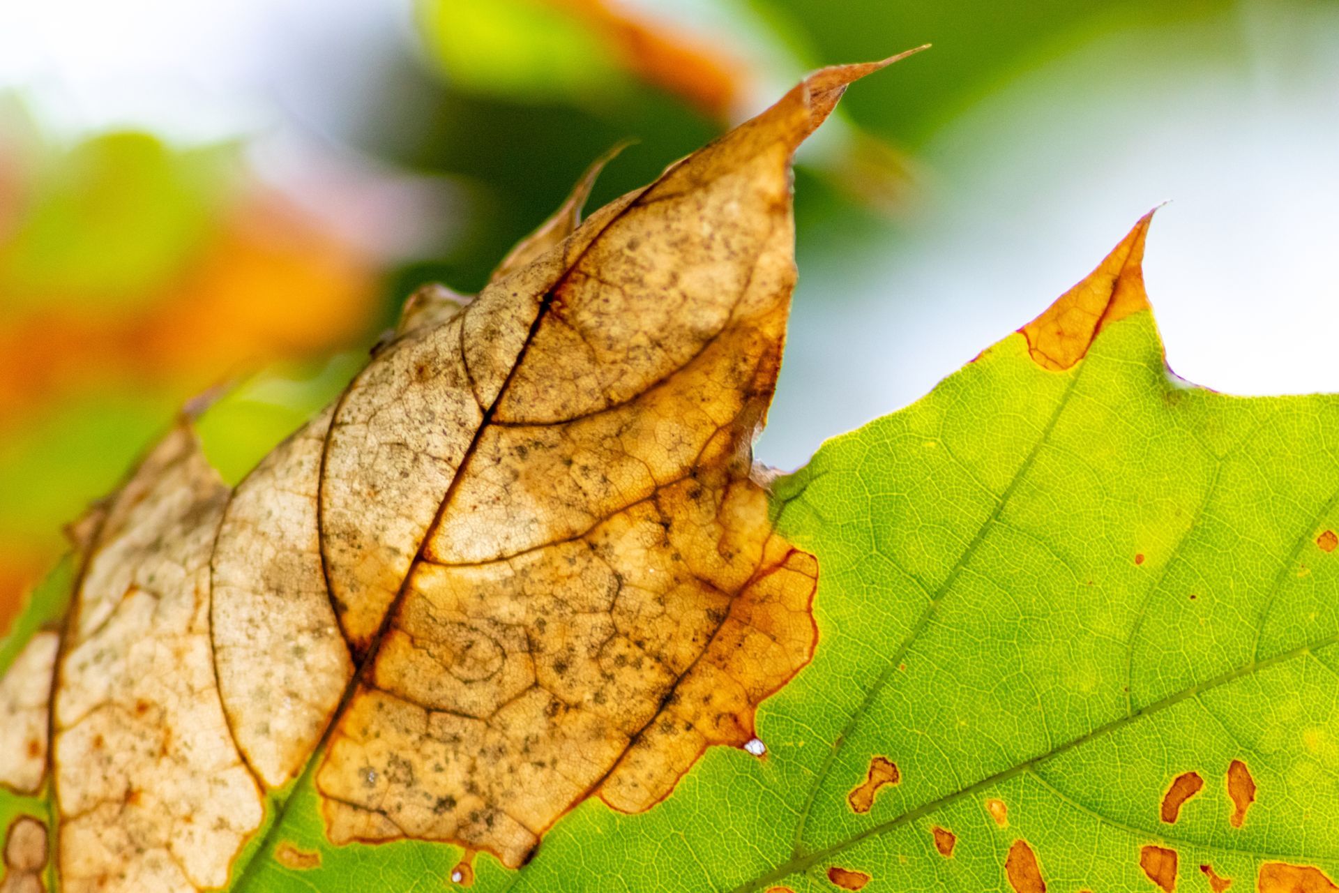 oak leaf wilt