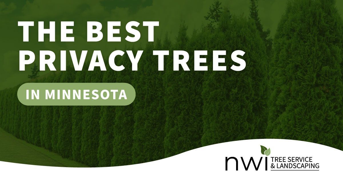 An advertisement for the best privacy trees in minnesota