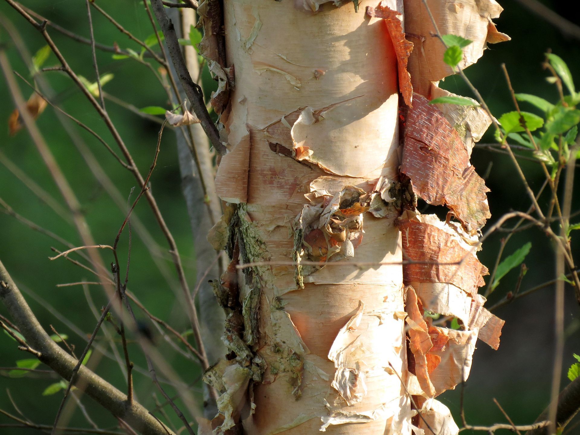 A close up of a tree trunk with peeling bark