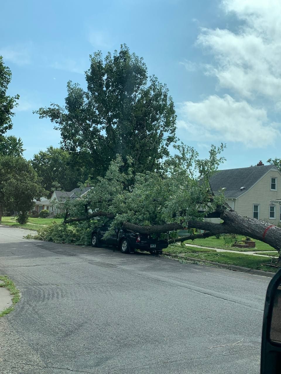 tree fell on car