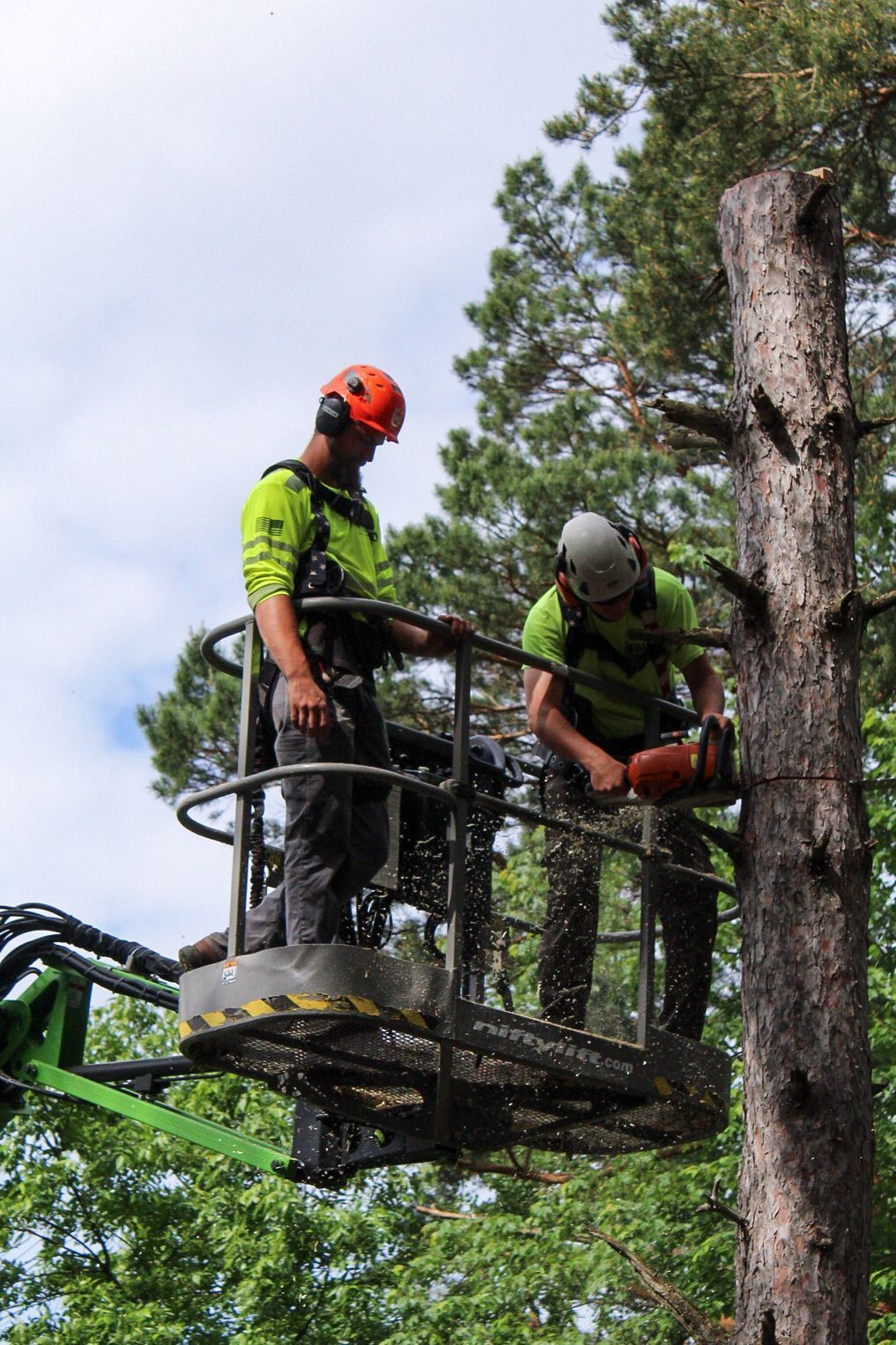 Two men are cutting a tree with a chainsaw.