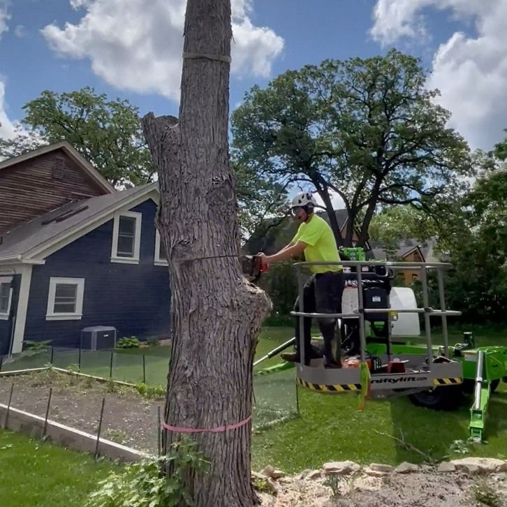 Tree Removal Services Minnesota & Wisconsin