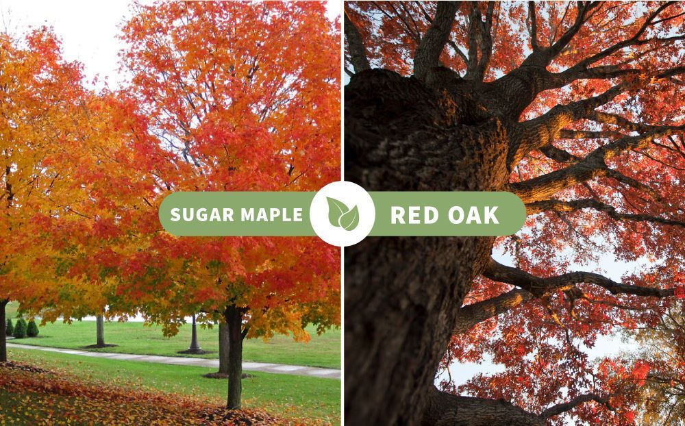 A picture of a sugar maple tree next to a picture of a red oak tree