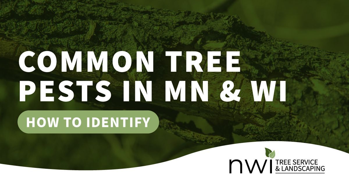 tree pests in minnesota and wisconsin