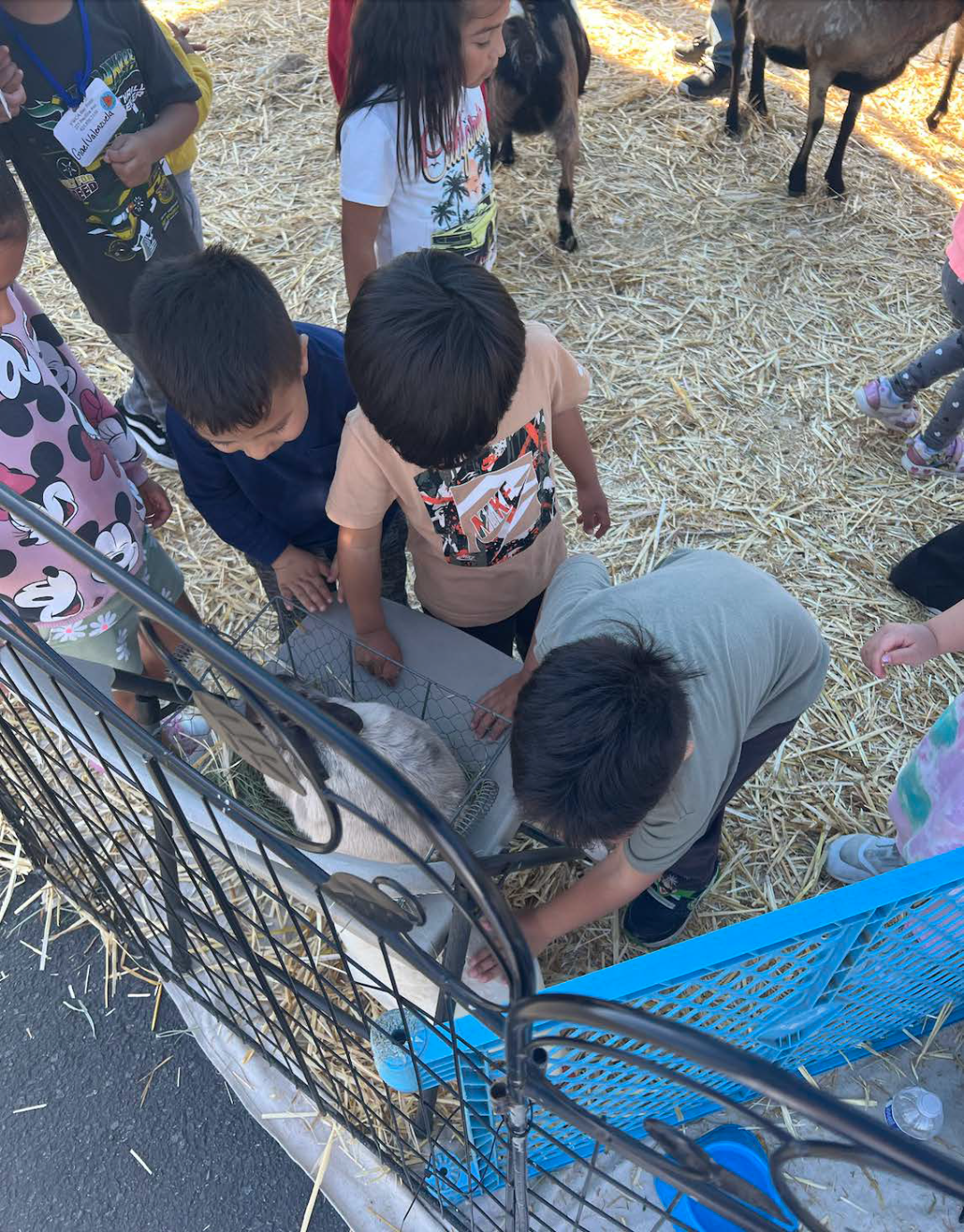 A group of children are looking at a goat in a pen.