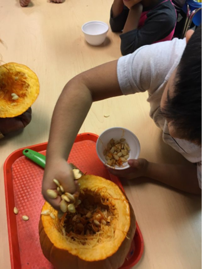 A child is scooping seeds out of a pumpkin