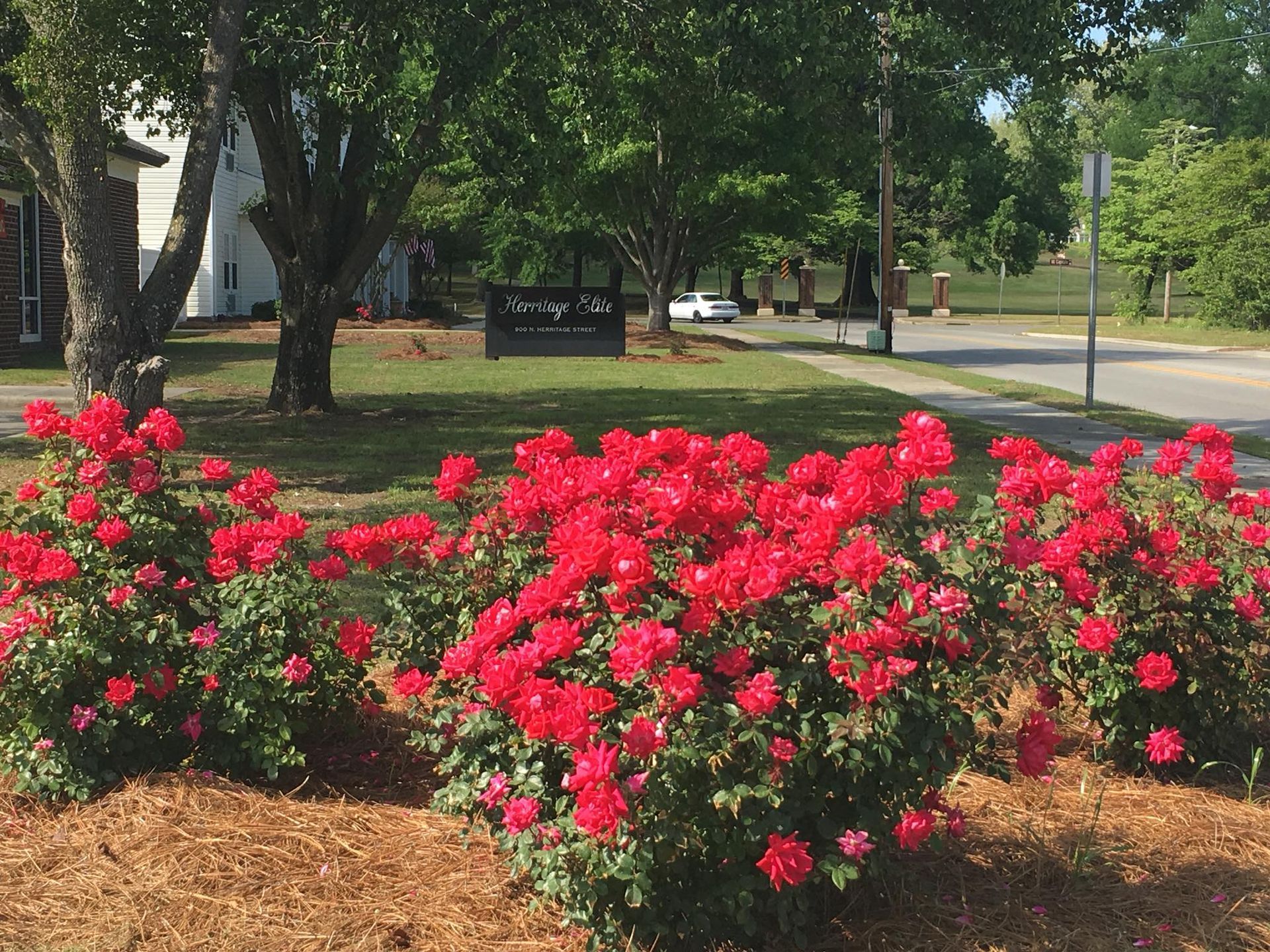A bunch of red roses are growing in a garden in front of a building.