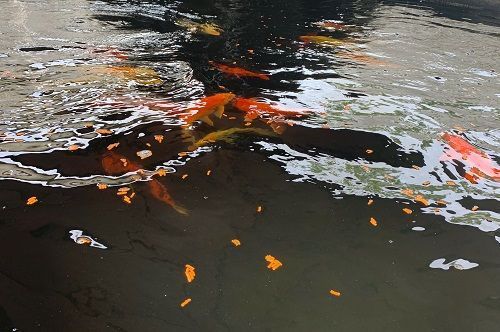 A group of fish are swimming in a pond