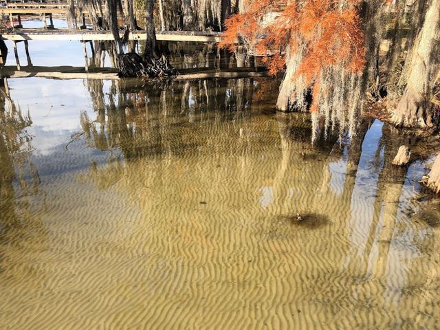 A swamp with trees reflected in the water and a bridge in the background.