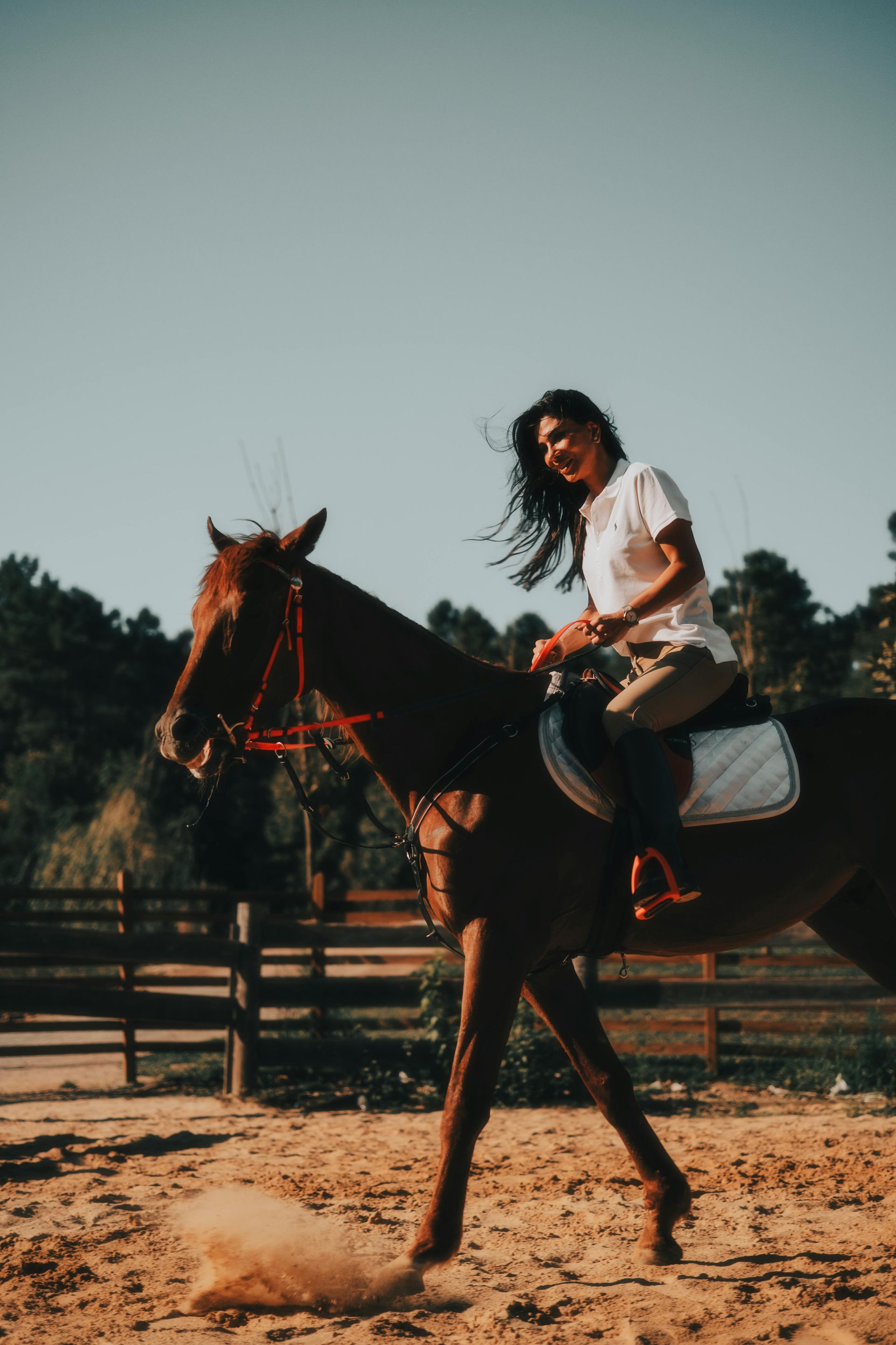 Person riding a dark horse in a sunny outdoor arena, with a white shirt and saddle visible.