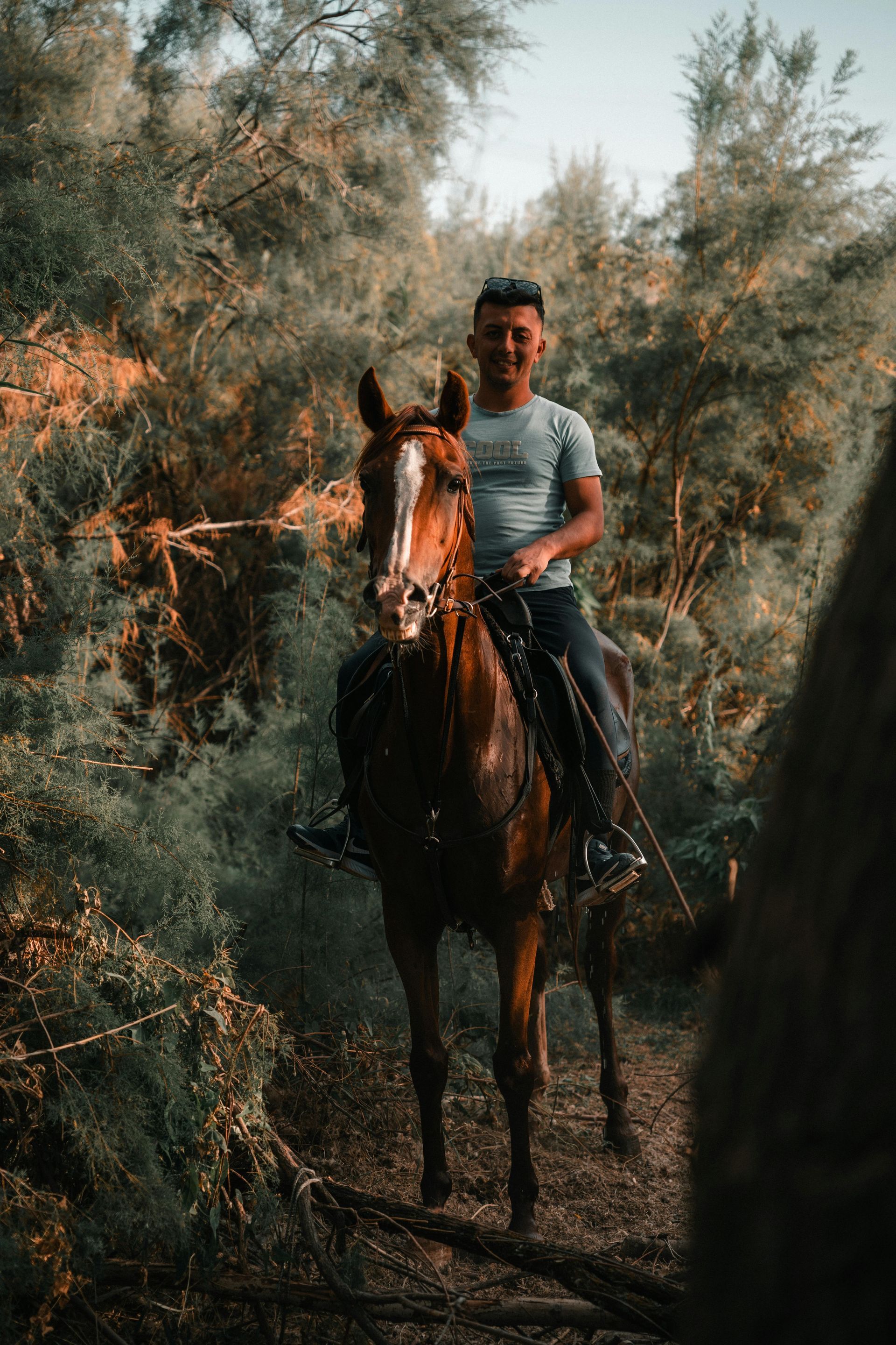 Person riding a brown horse on a forest trail, surrounded by tall trees.